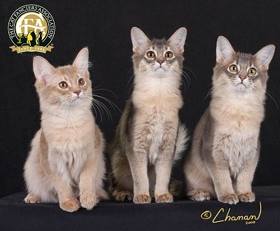 Three Cute Somali Kittens