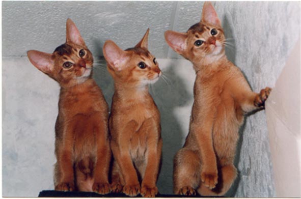 Three Orange Somali Kittens Sitting