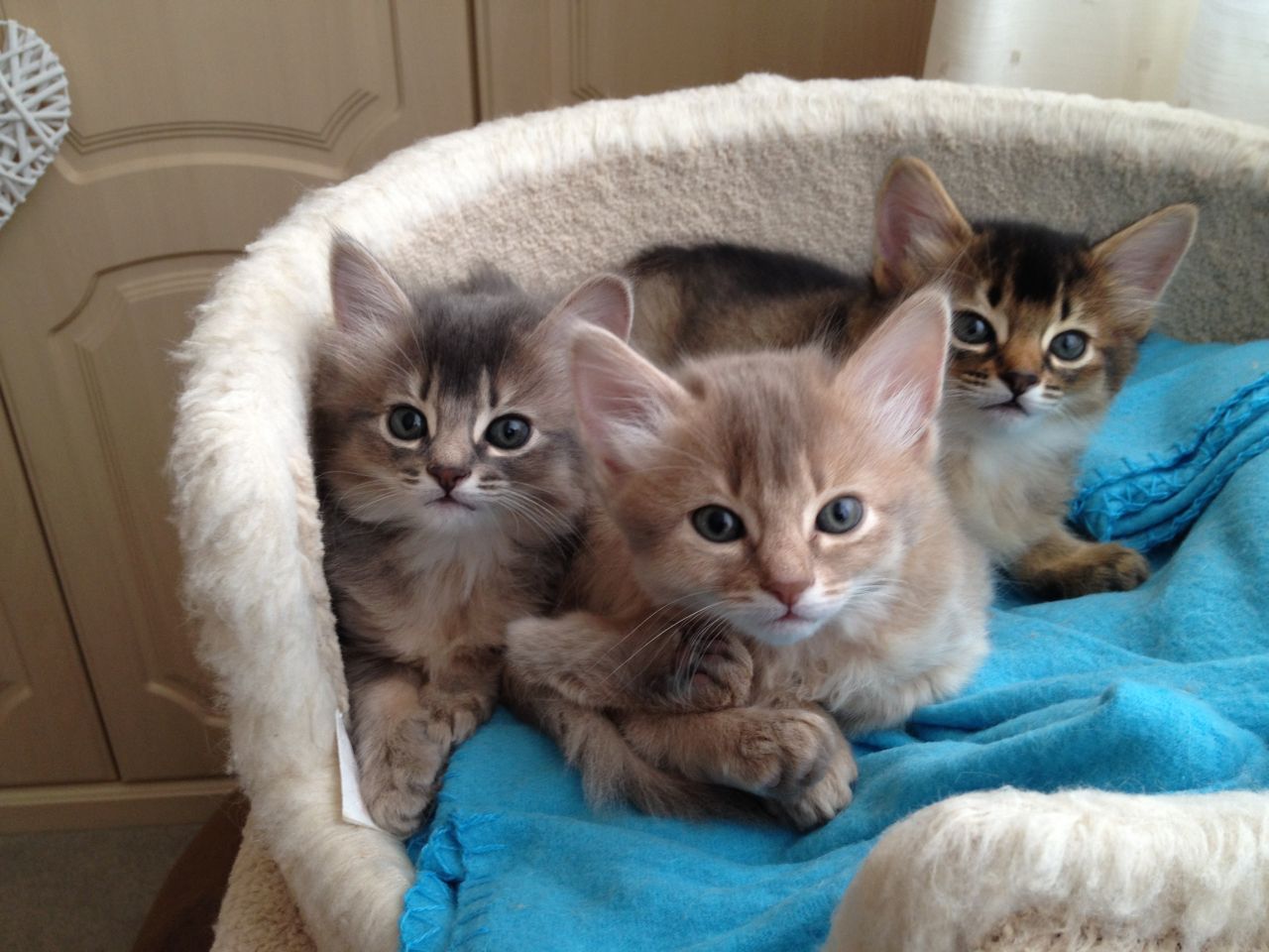 Three Somali Kittens Sitting
