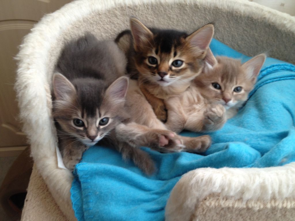 Three Somali Kittens
