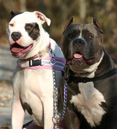 Two Beautiful Full Grown Pit Bull Dogs