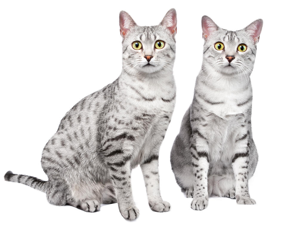 Two Beautiful Silver Egyptian Mau Cats Photos