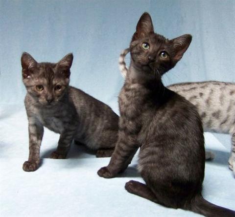 Two Black Egyptian Mau Cats Sitting