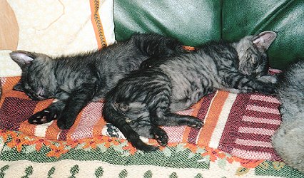 Two Black Egyptian Mau Cats Sleeping