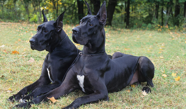 Two Black Great Dane Dogs Sitting In Grass