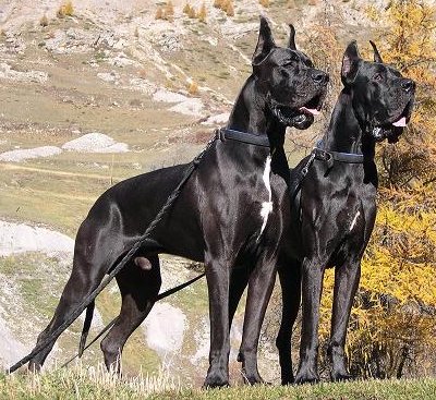 Two Black Grown Great Dane Dog
