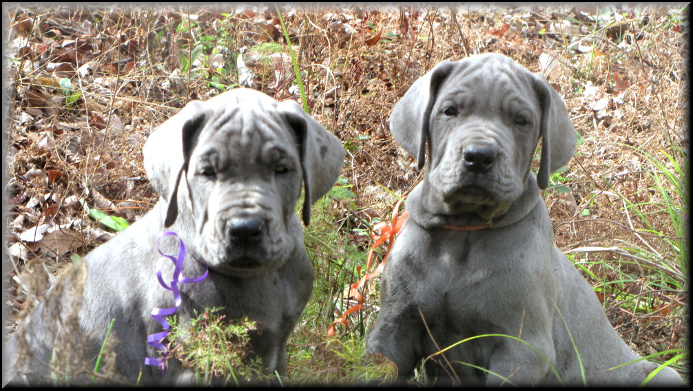 Two Blue Great Dane Puppies