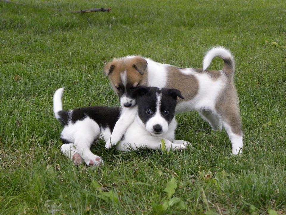 Two Canaan Puppies Playing