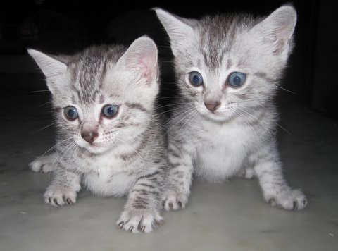 Two Cute Egyptian Mau Kittens Sitting