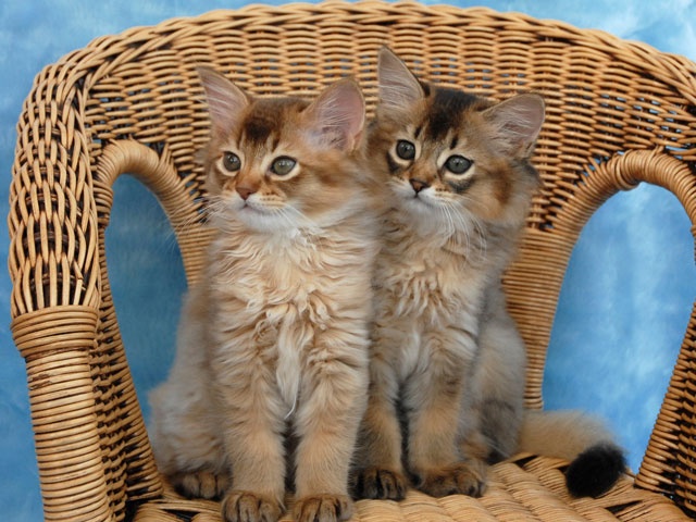 Two Cute Somali Kittens Sitting On Chair
