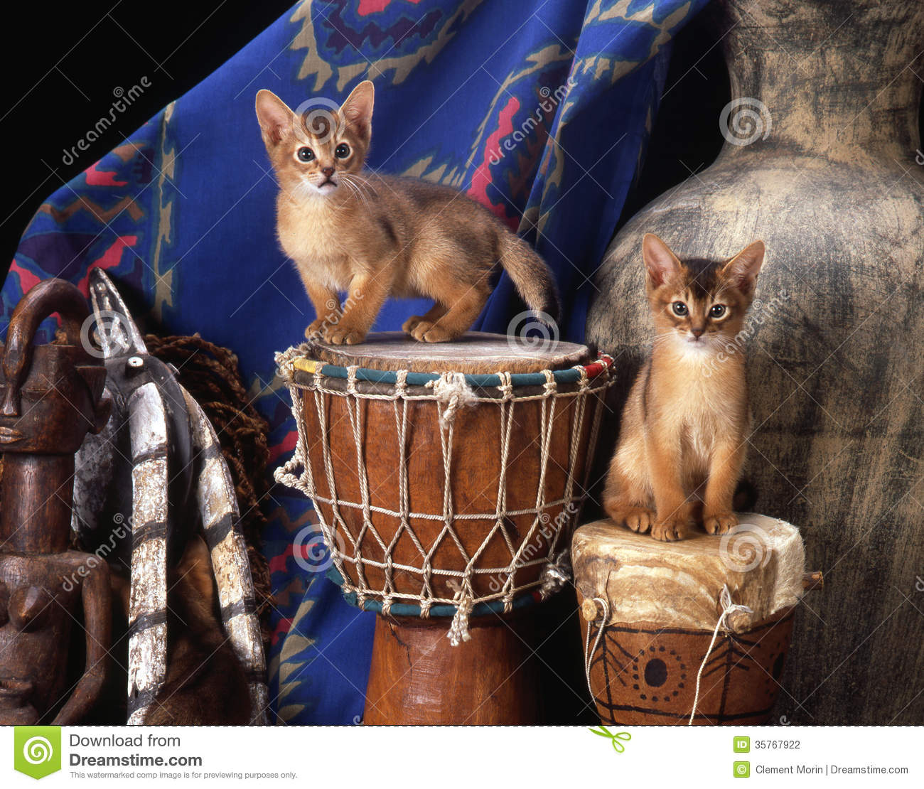 Two Cute Somali Kittens Standing On Drums
