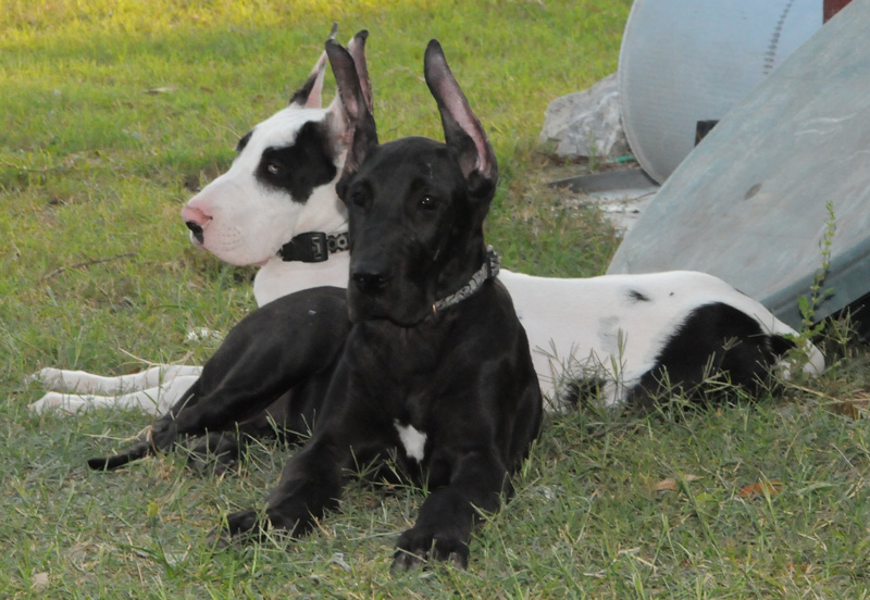 Two Great Dane Puppies In Garden
