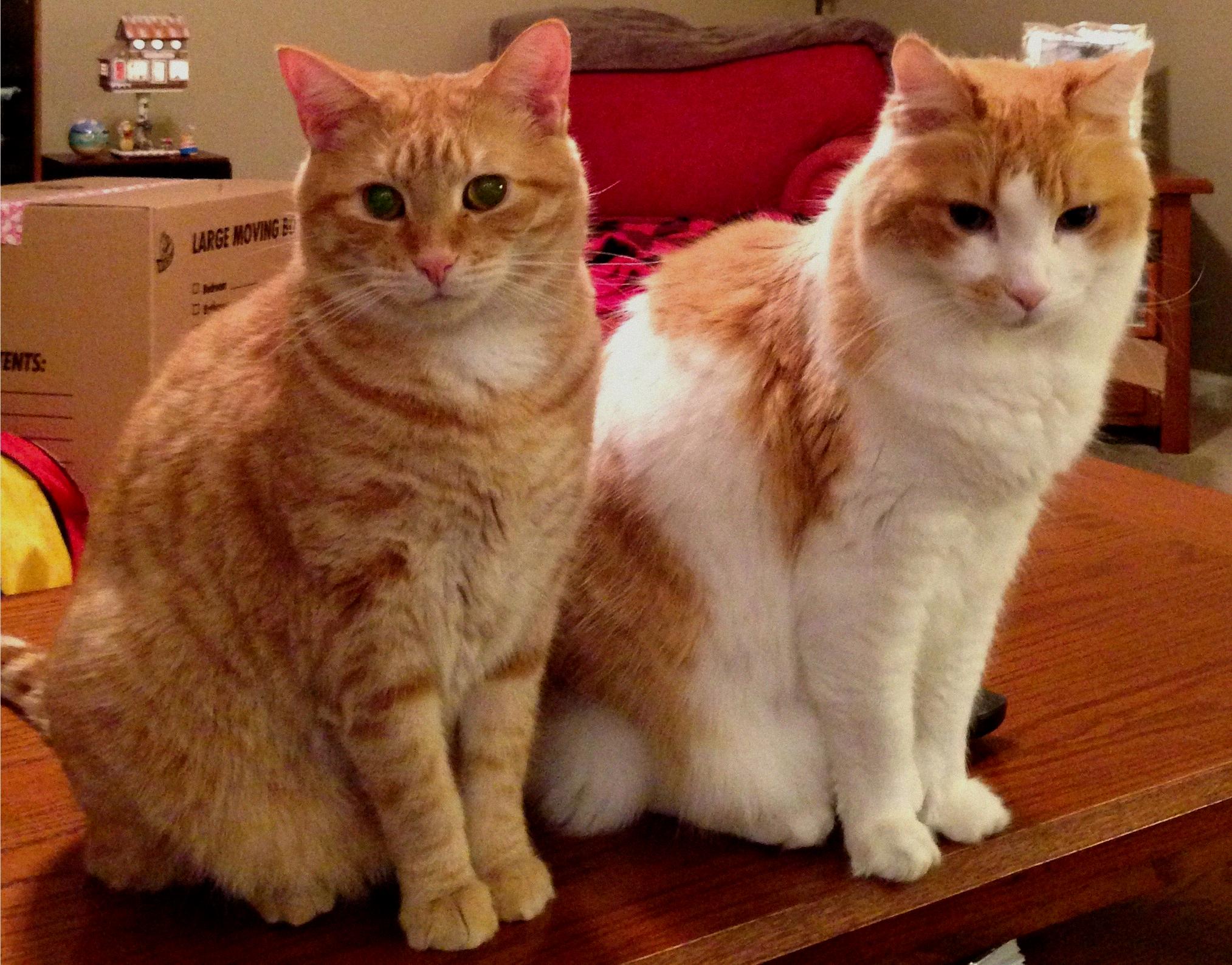 Two Orange Aegean Cats Sitting On Table