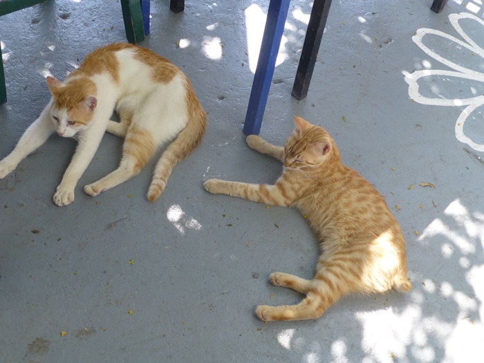 Two Orange Aegean Cats