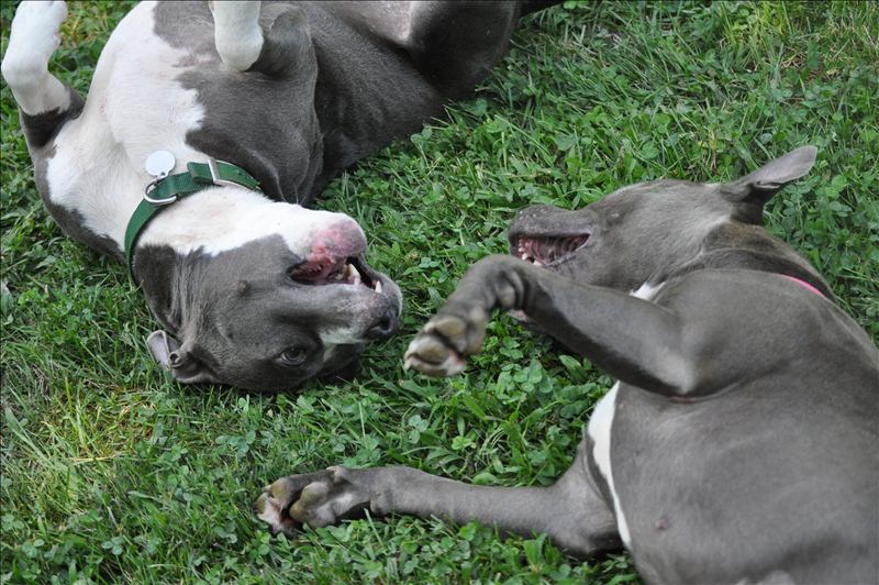 Two Pit Bull Dogs Playing