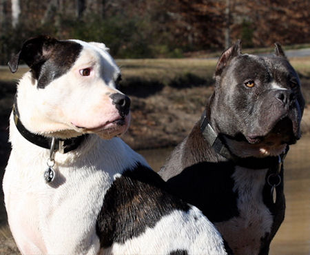 Two Pit Bull Dogs