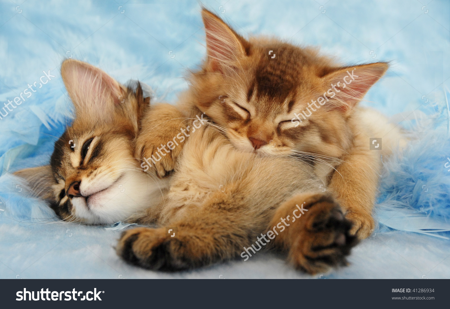 Two Sleeping Somali Kittens