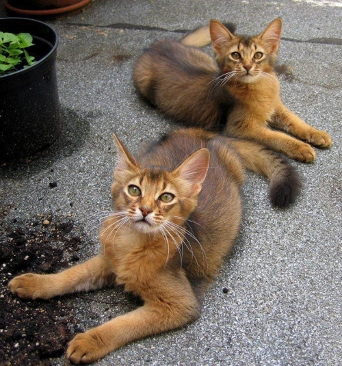 Two Somali Cats Sitting On Road