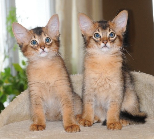 Two Somali Kittens Sitting