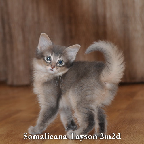 Very Cute Grey Somali Kitten