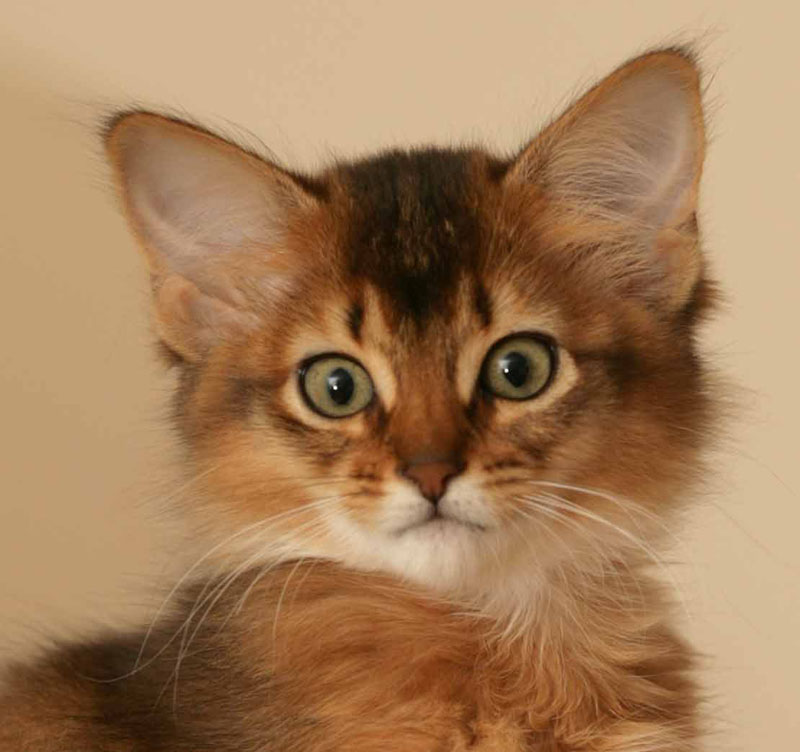 Very Cute Orange Somali Kitten
