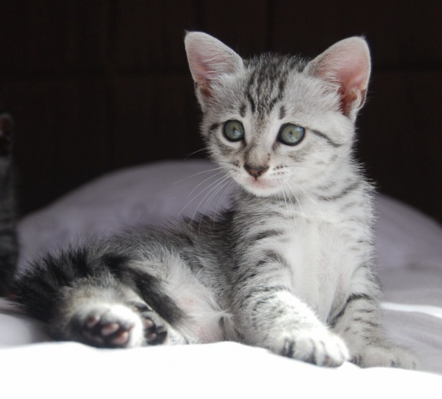 Very Cute Silver Egyptian Mau Kitten Sitting On Bed