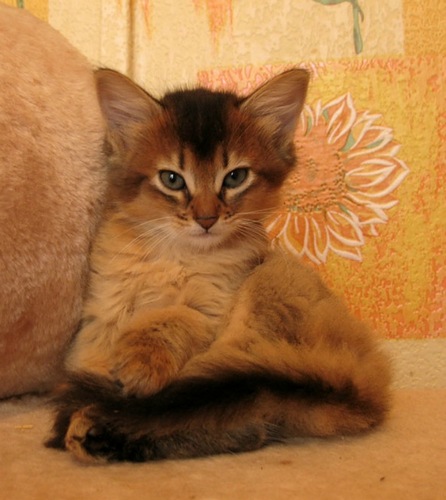 Very Cute Somali Kitten Photo