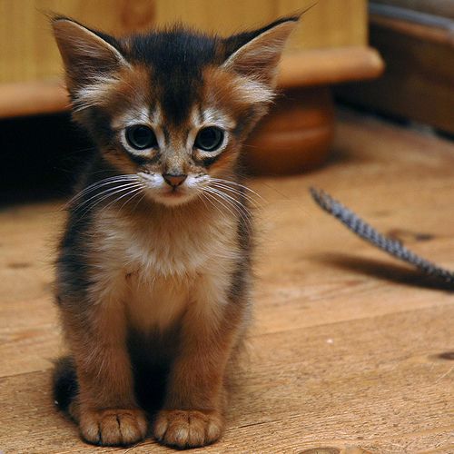 Very Cute Somali Kitten