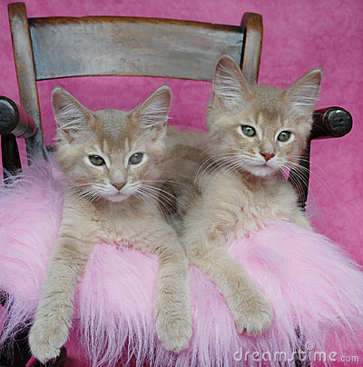 Very Cute Somali Kittens Sitting On Chair