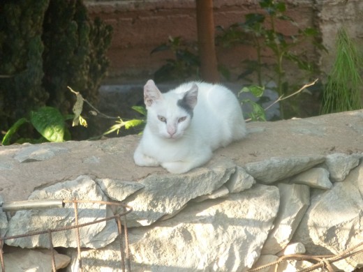 White Aegean Cat Sitting