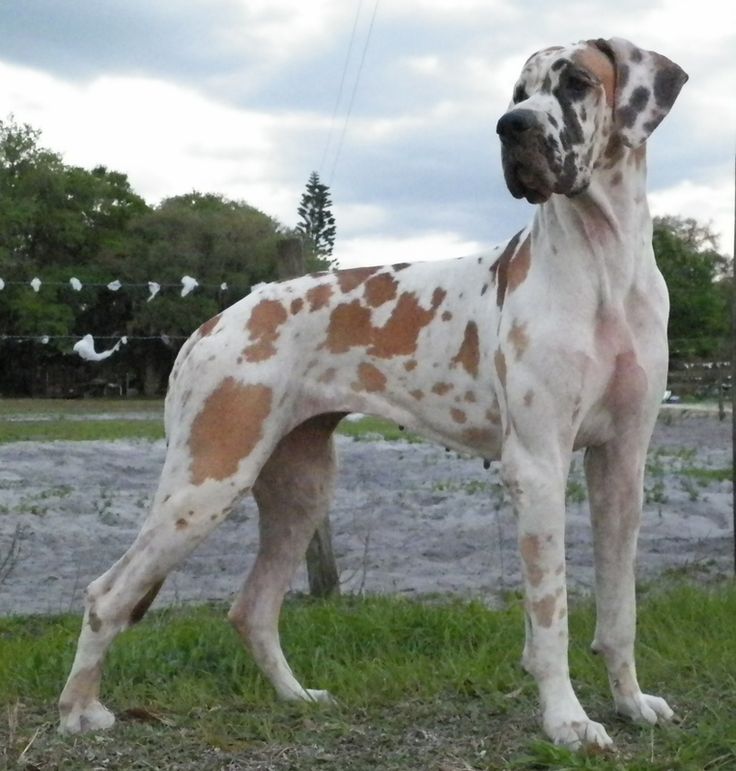 White And Fawn Brindle Great Dane Dog