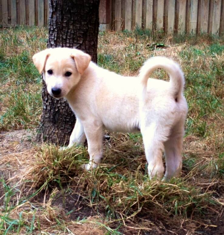 White Canaan Puppy Outside