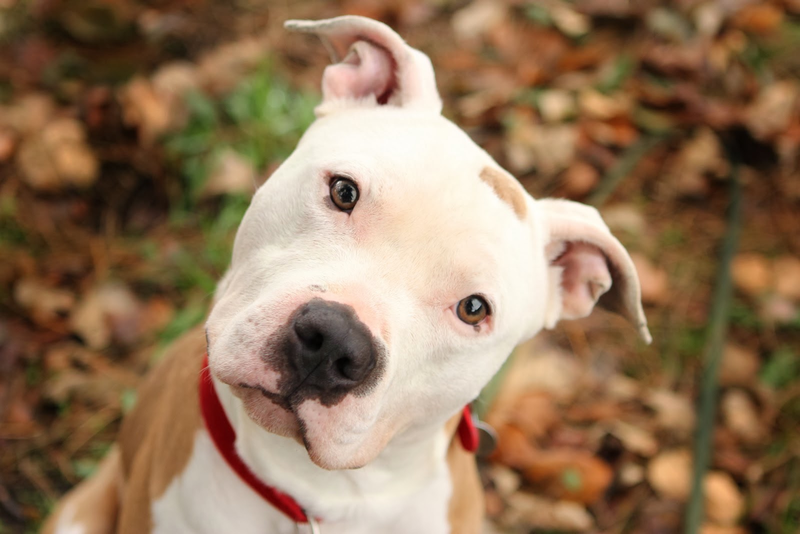White Face Pit Bull Dog Looking At You