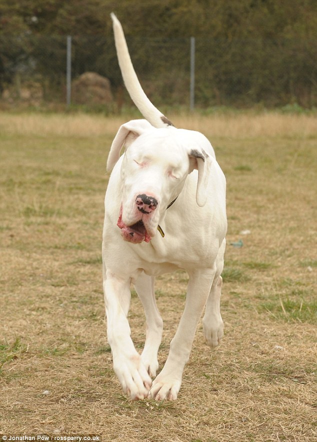 White Great Dane Dog Photo