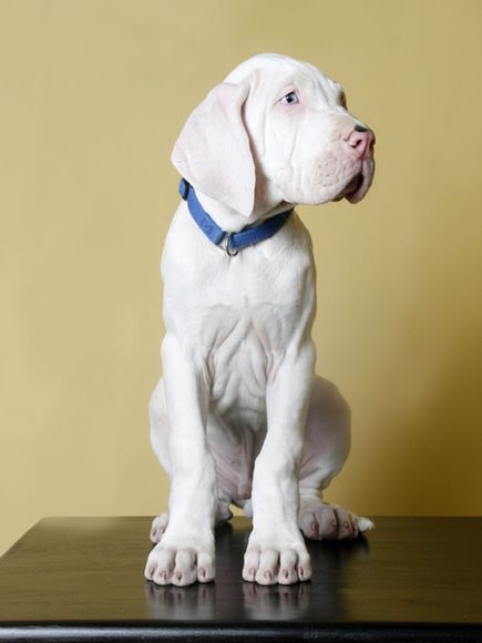 White Great Dane Puppy Sitting On Table