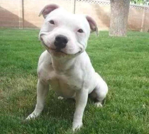 White Pit Bull Puppy Smiling