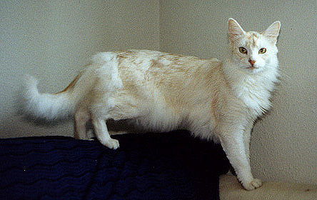 White Somali Cat