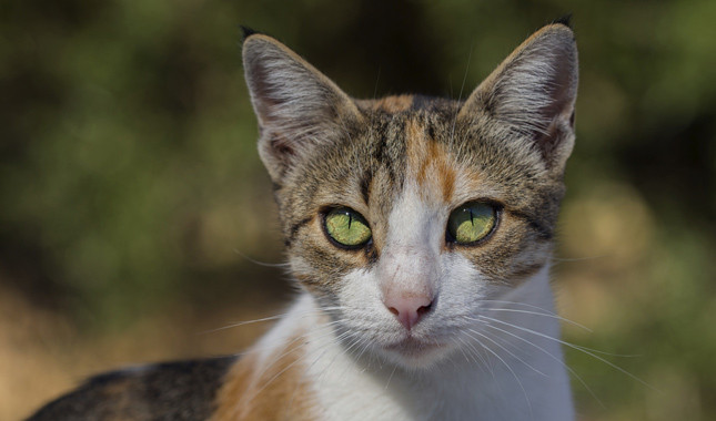 Yellow Eyes Aegean Cat