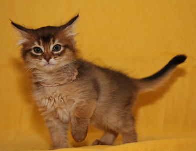 Young Cute Somali Kitten