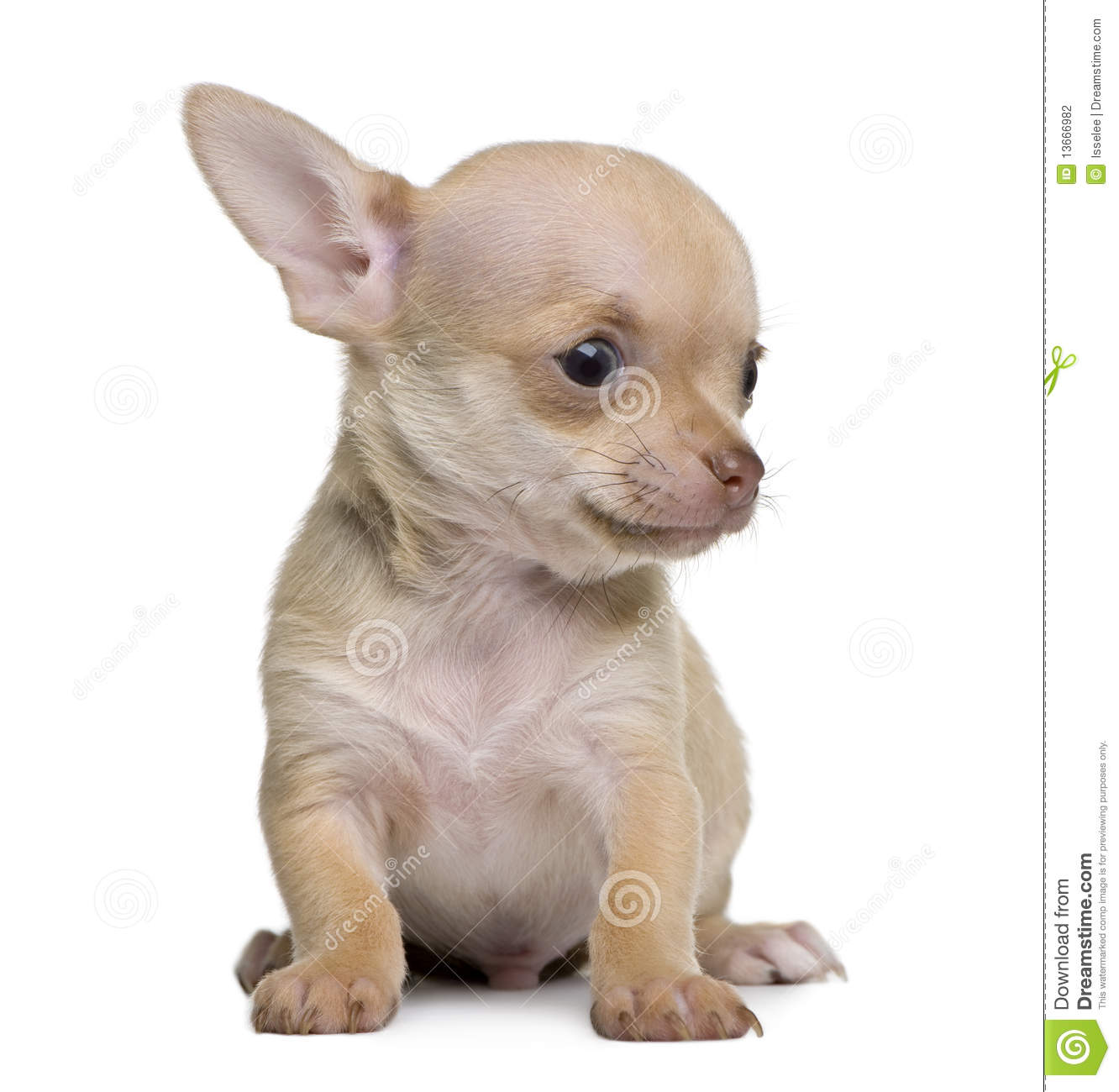 8 Weeks Old Chihuahua Puppy