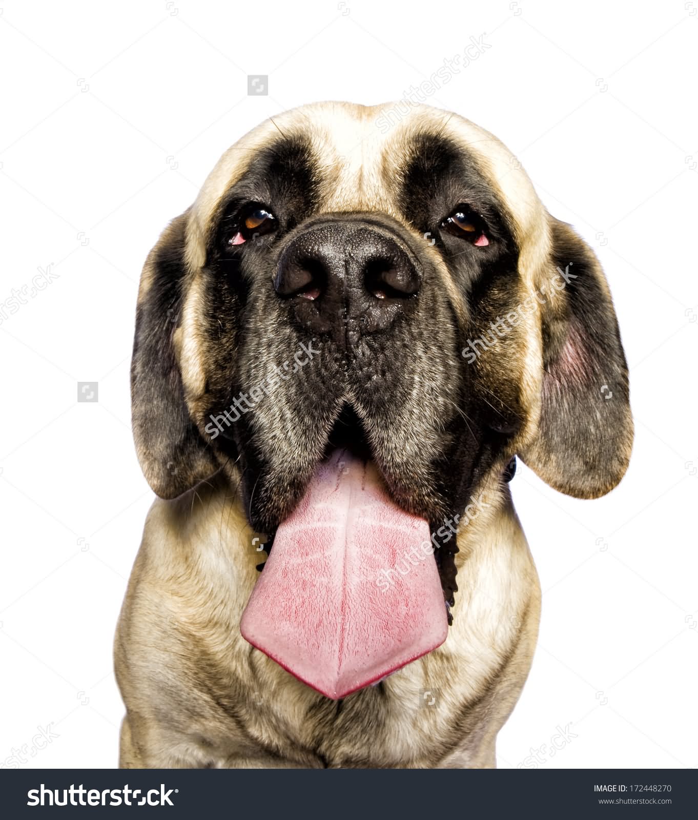 Adorable English Mastiff Dog Face With Tongue Out