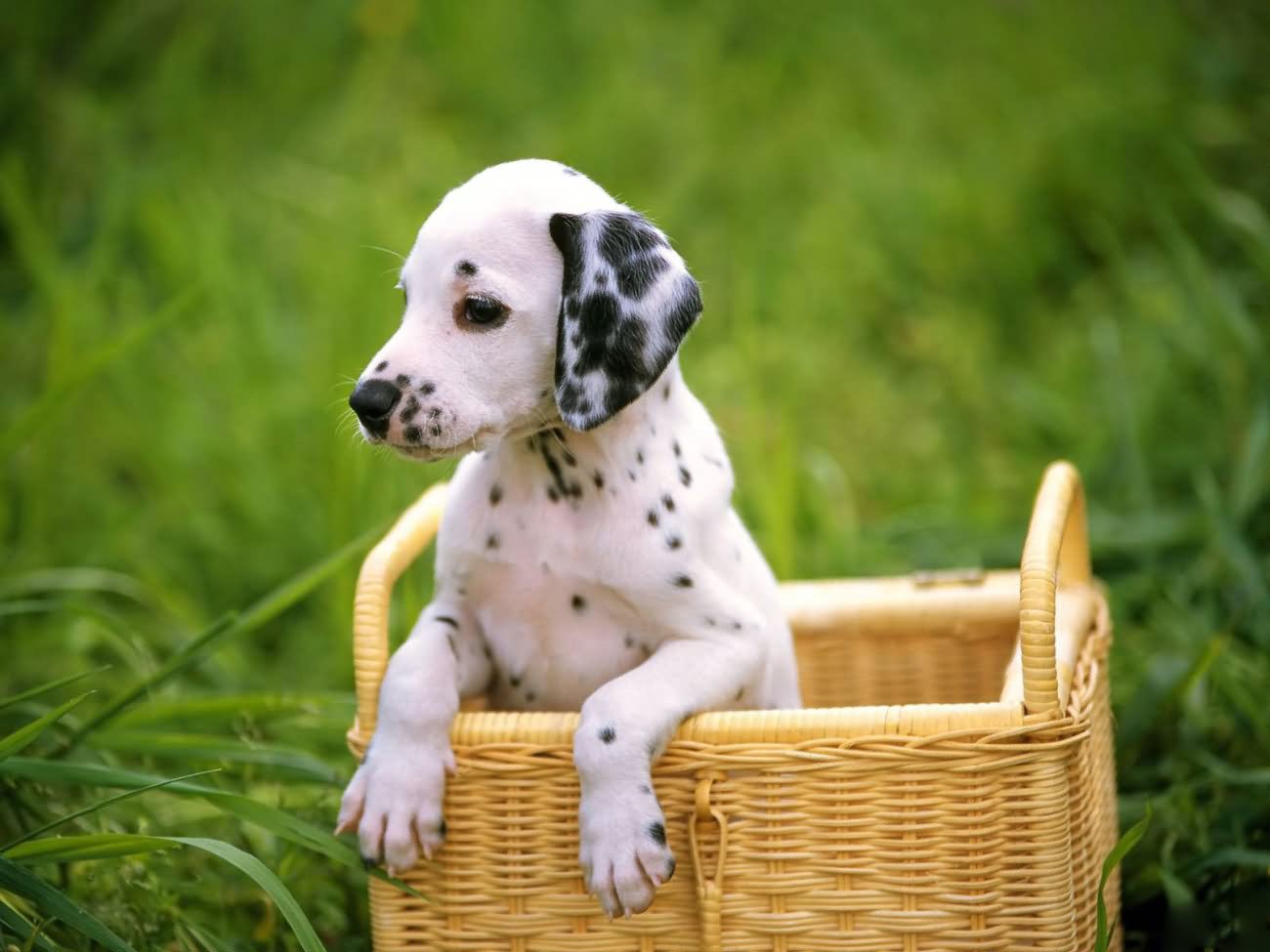 Adorable White Pointer Puppy In Basket