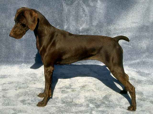 25 Most Beautiful Brown Pointer Dog Pictures And Images