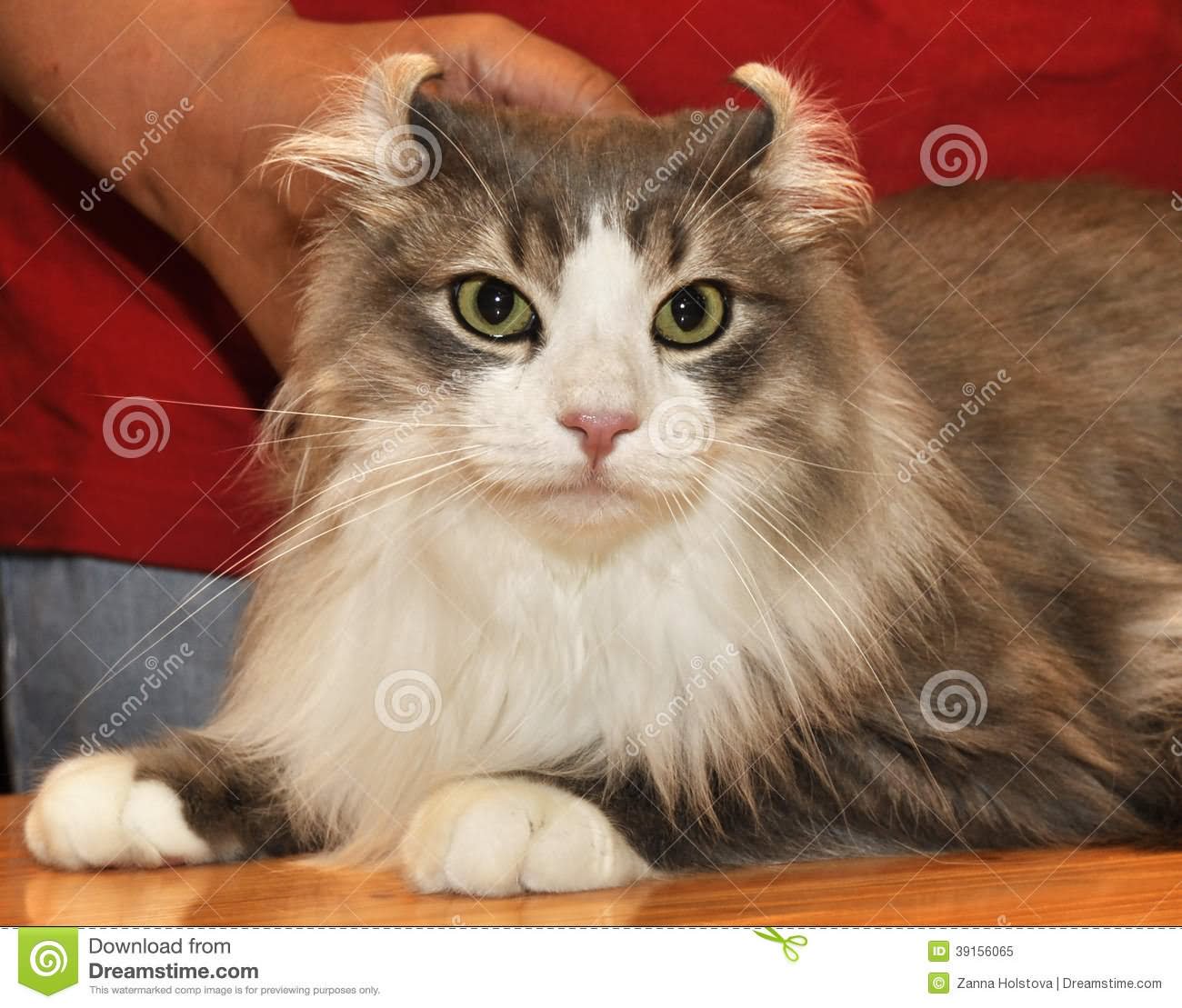 American Curl Cat Sitting Image