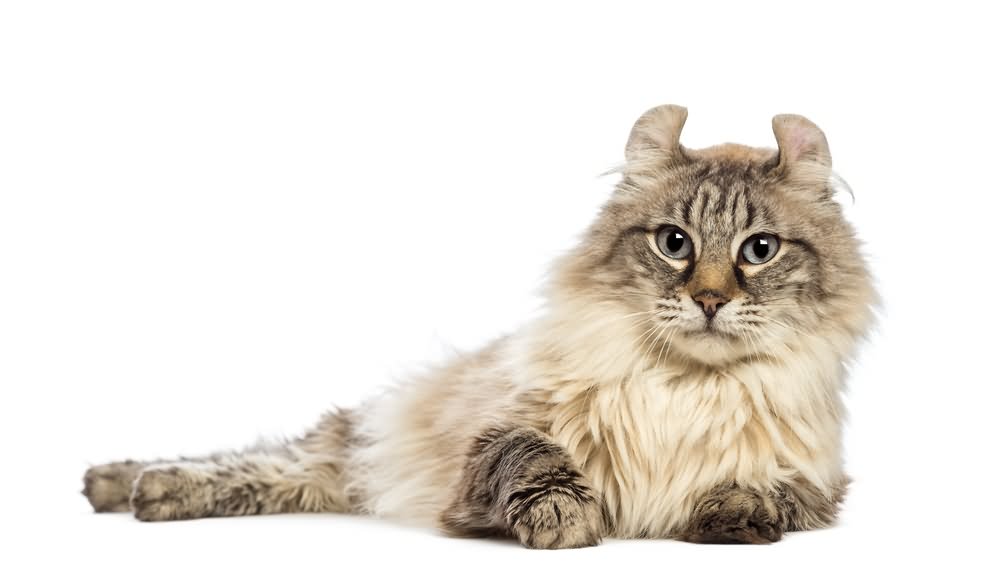 70 Most  Adorable American Curl Cat Pictures And Photos