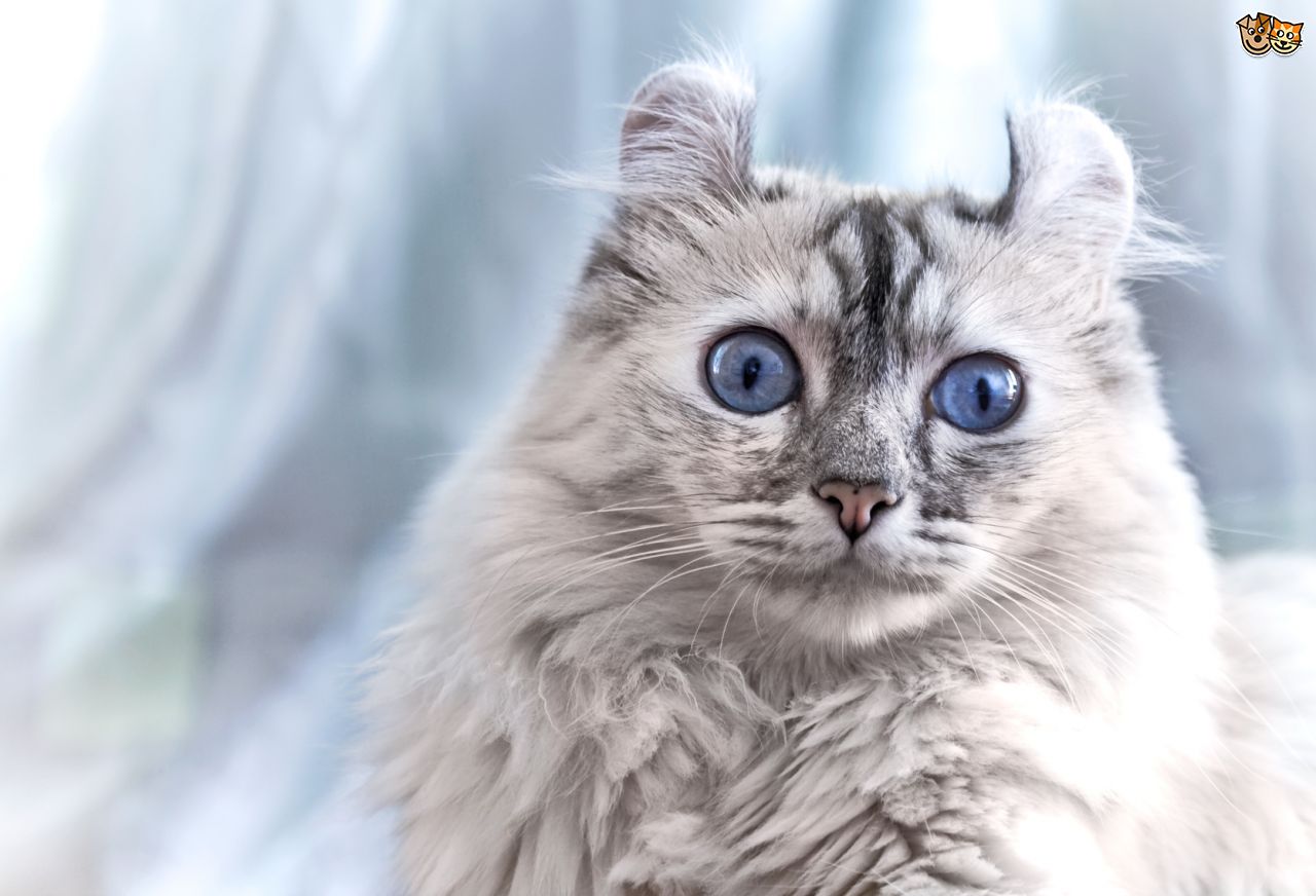 American Curl Cat With Blue Eyes