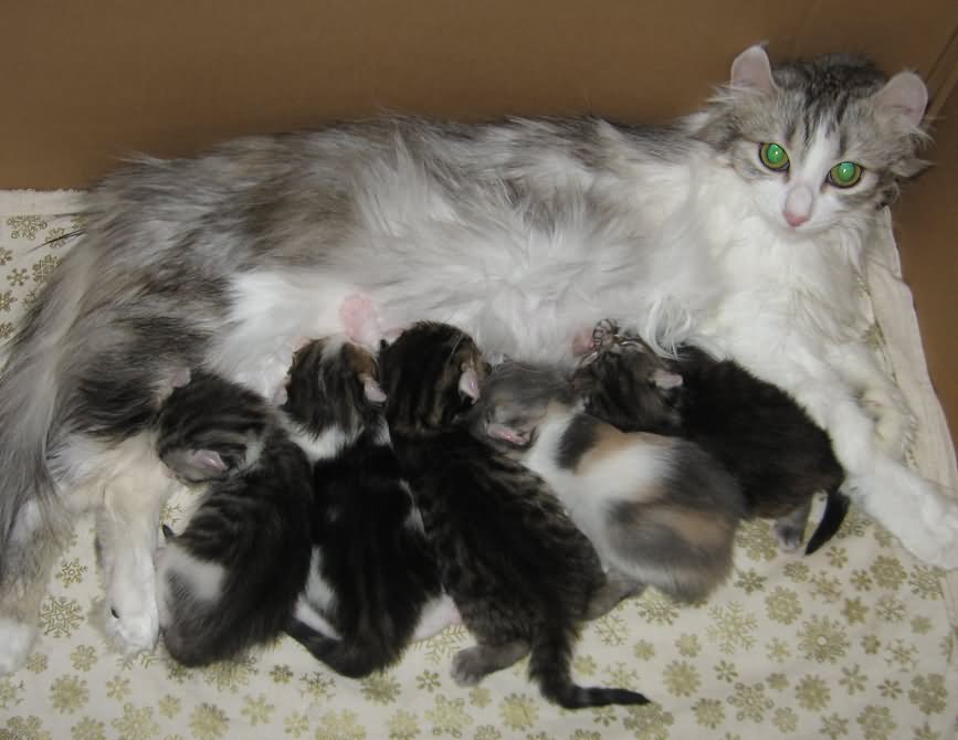 American Curl Cat With New Born Kittens