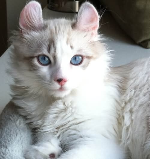 American Curl Kitten With Blue Eyes