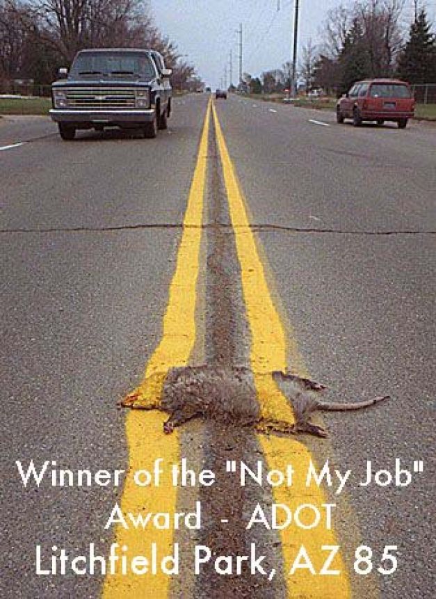 Animal Funny Road Kill Picture
