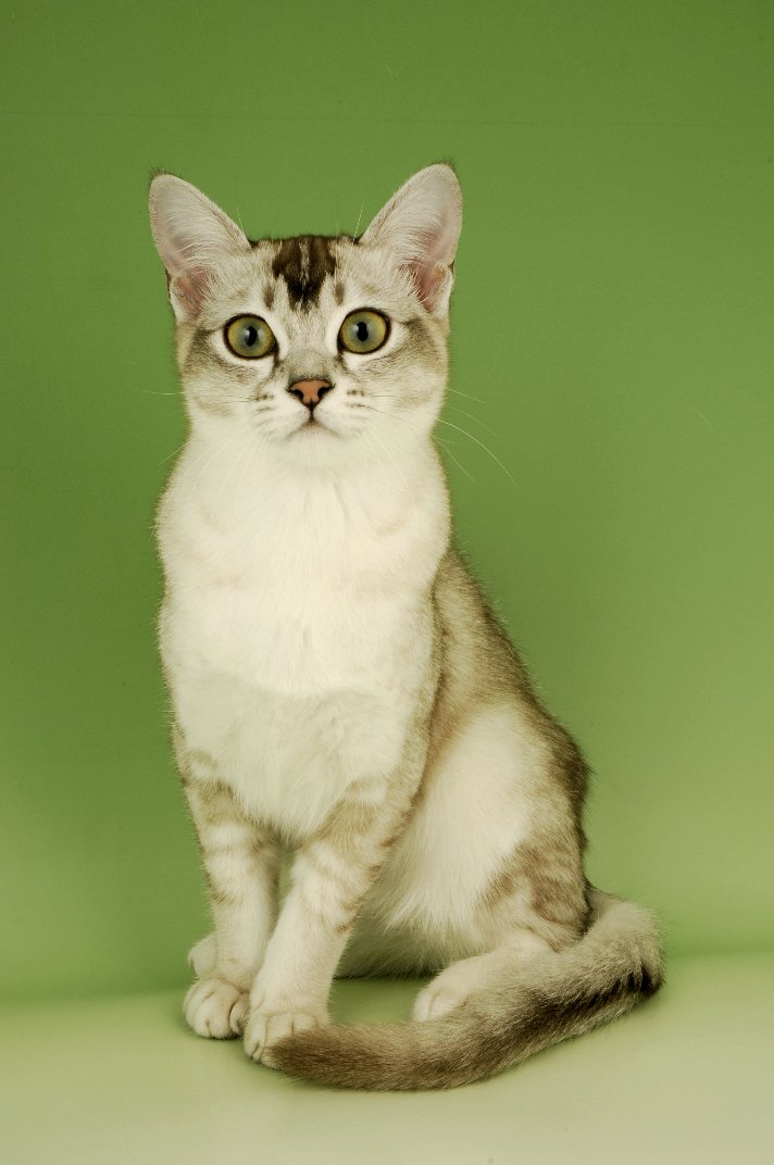 65 Most Beautiful Burmilla Cat Photos And Images